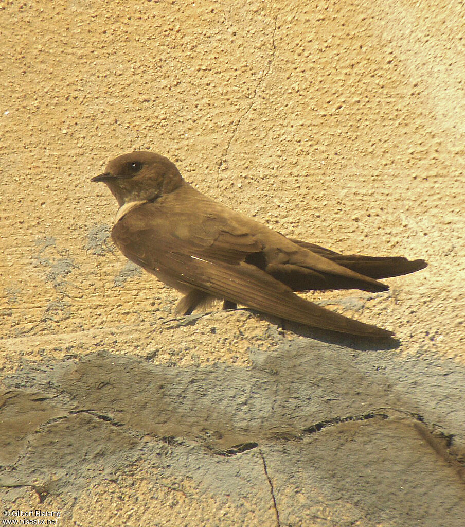 Eurasian Crag Martin