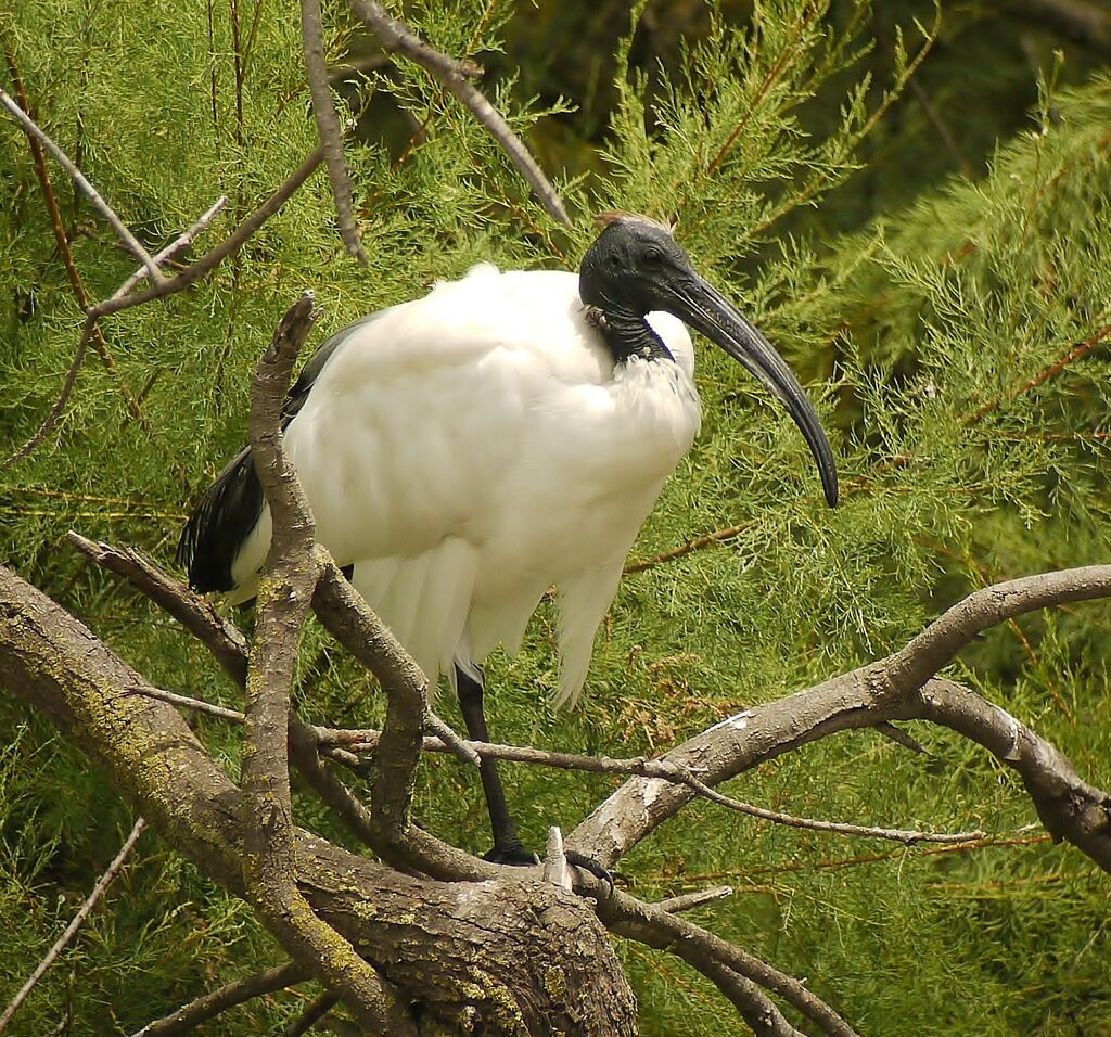 Ibis sacré
