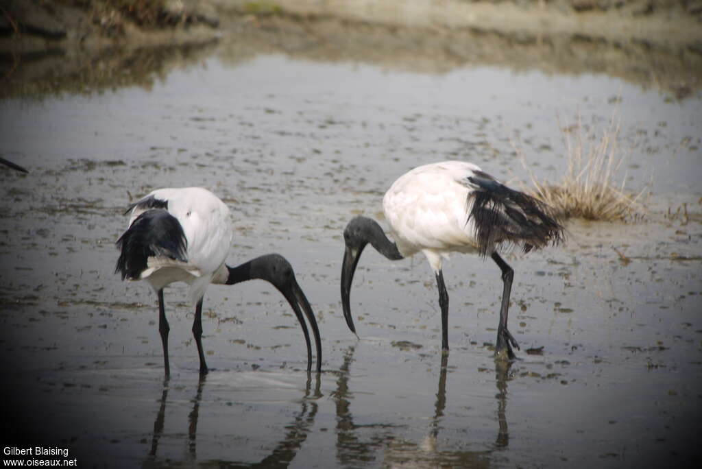 Ibis sacréadulte, pêche/chasse
