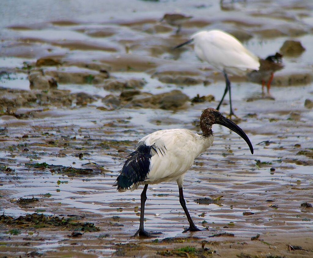 Ibis sacréadulte internuptial, identification