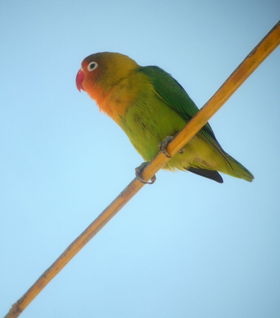 Fischer's Lovebird