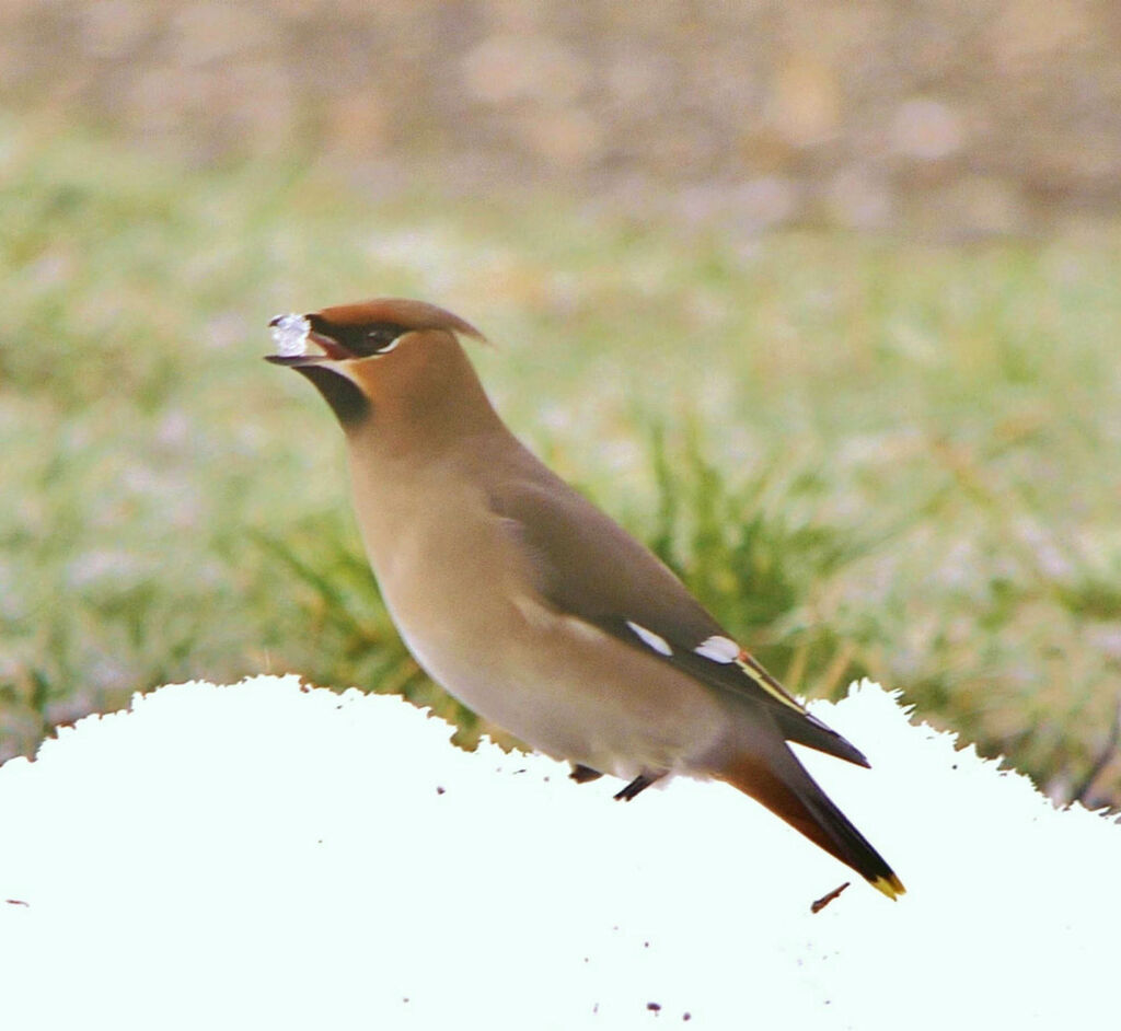 Bohemian Waxwingadult post breeding, Behaviour