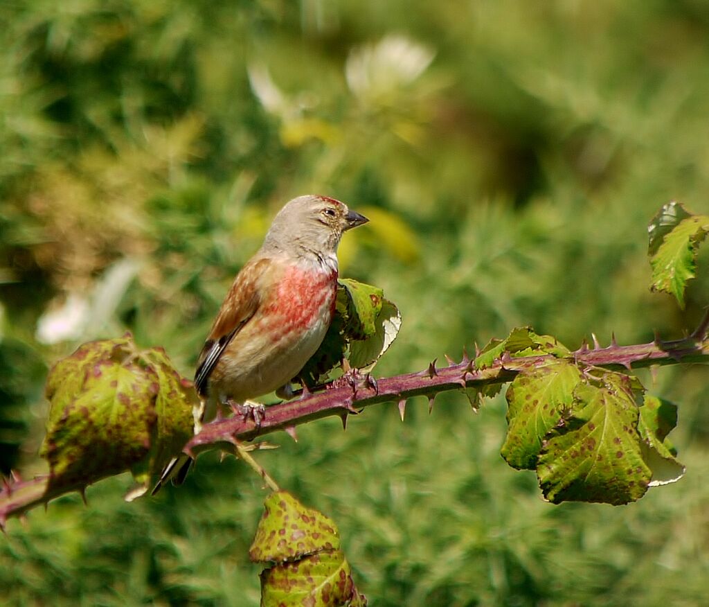 Common Linnet male adult breeding, identification