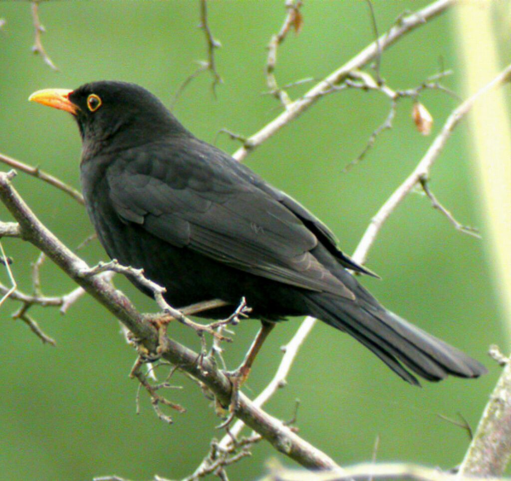 Common Blackbird male adult, identification