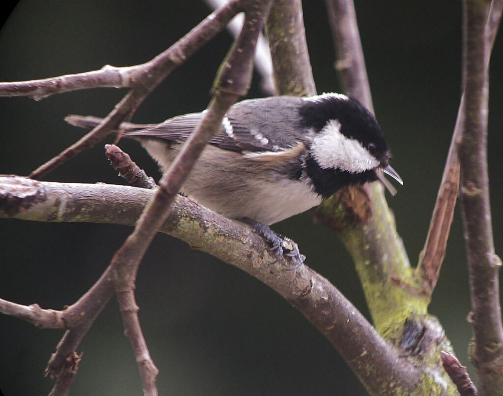 Mésange noireadulte internuptial