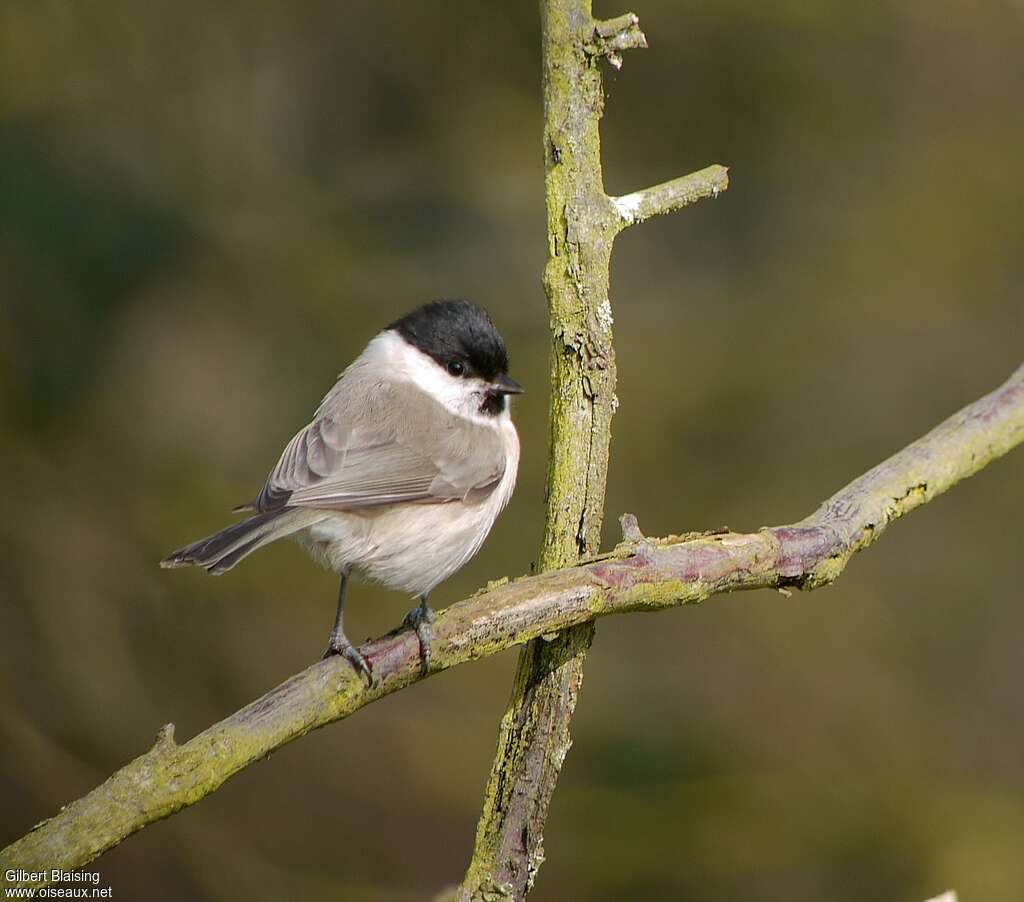 Mésange nonnetteadulte nuptial, pigmentation