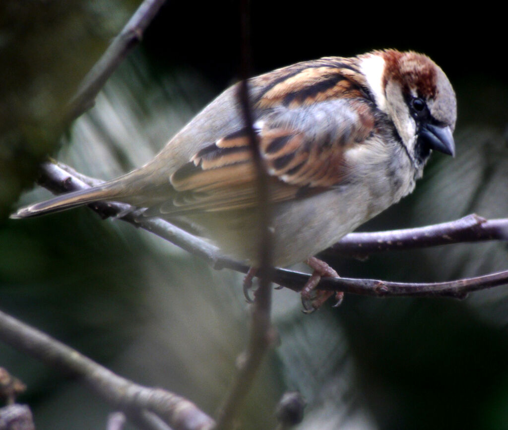 Moineau domestique mâle, identification