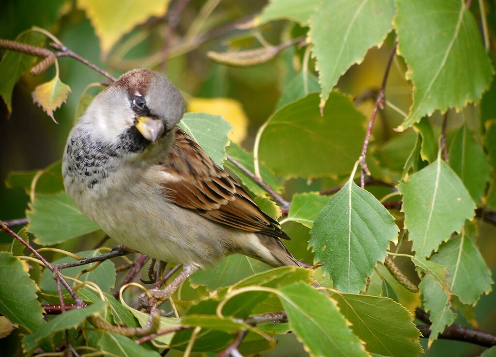 Moineau domestique mâle subadulte nuptial, identification