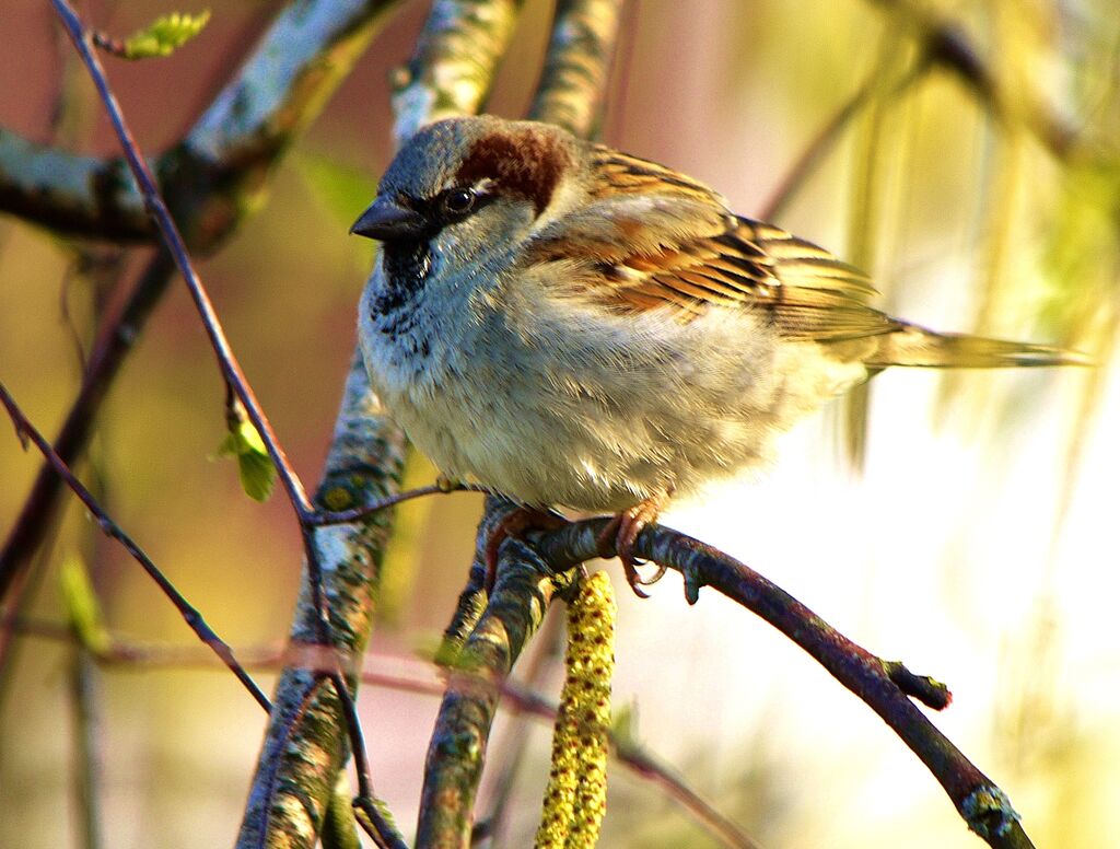 Moineau domestique mâle adulte transition, identification