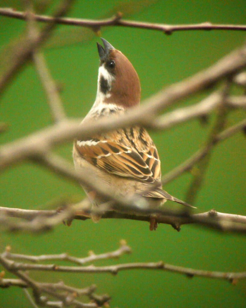 Moineau friquet mâle, Comportement