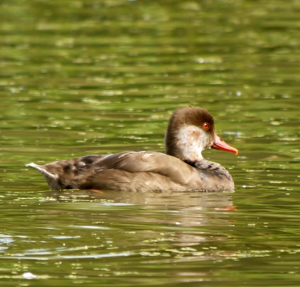 Nette rousse mâle adulte internuptial, identification