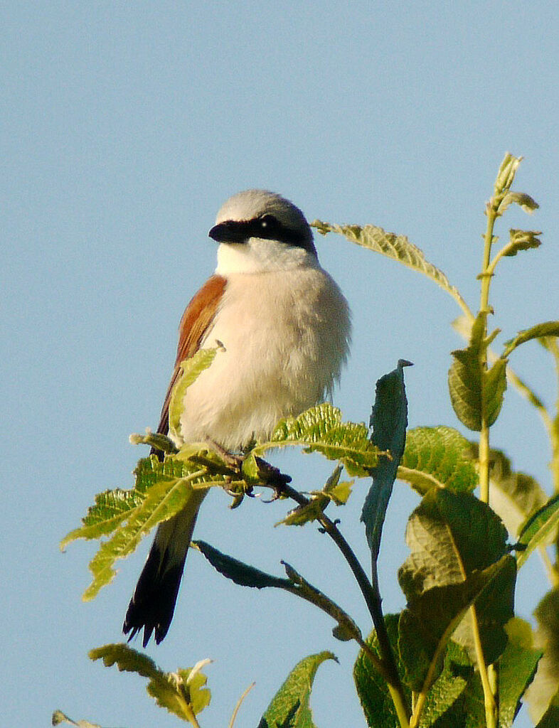 Pie-grièche écorcheur mâle adulte nuptial, identification