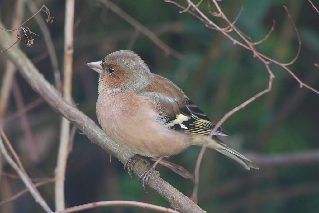 Eurasian Chaffinchadult post breeding, identification