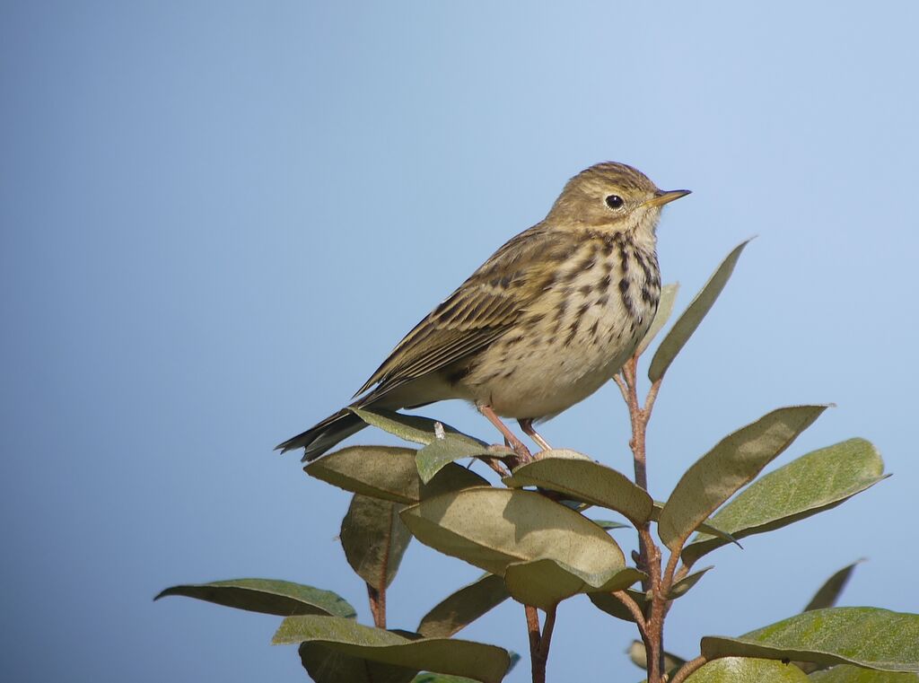 Meadow Pipitadult post breeding, identification