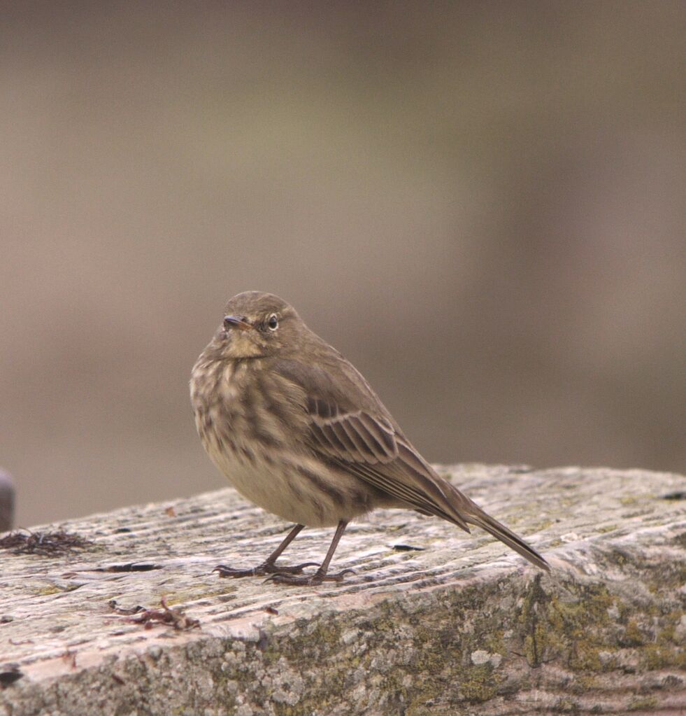 Pipit maritime mâle adulte internuptial, identification