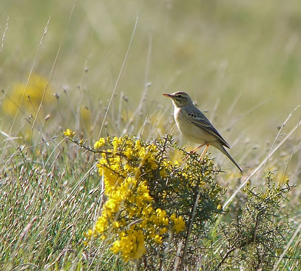Pipit rousseline mâle adulte nuptial, identification