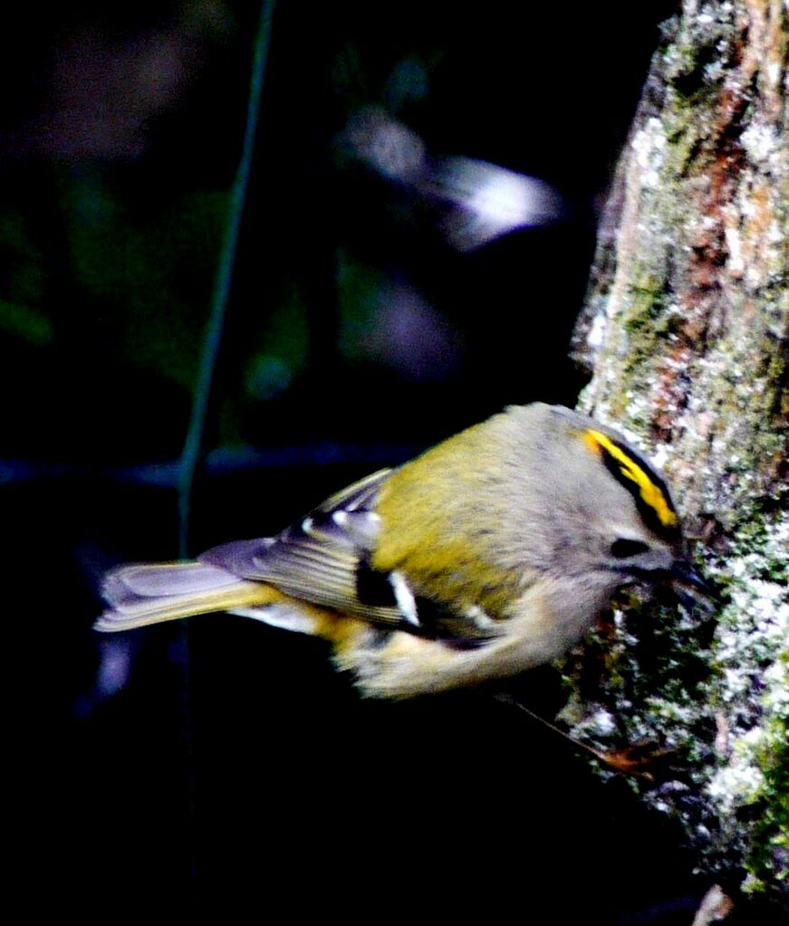 Goldcrest