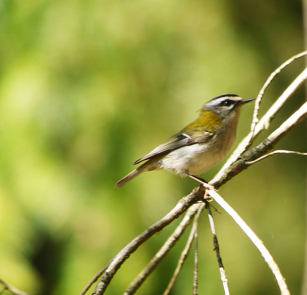Common Firecrest male adult breeding