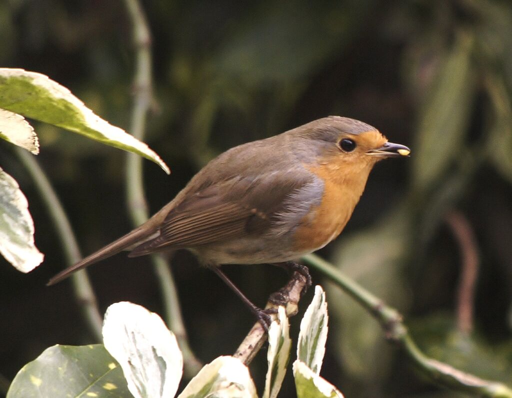 European Robin male adult post breeding, Behaviour