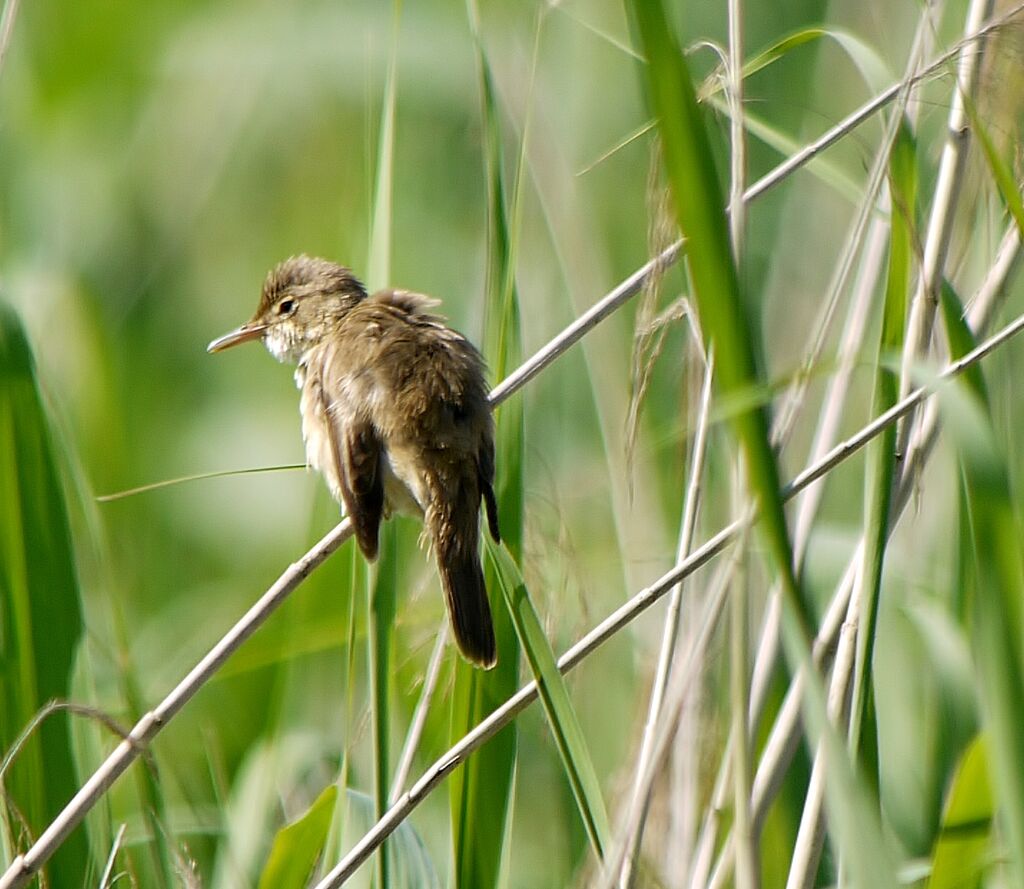 Common Reed Warbler male adult, close-up portrait