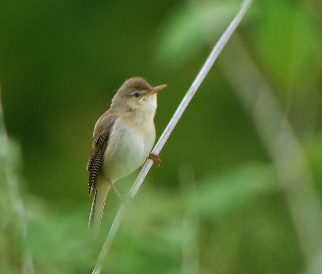 Marsh Warbler male adult breeding, identification
