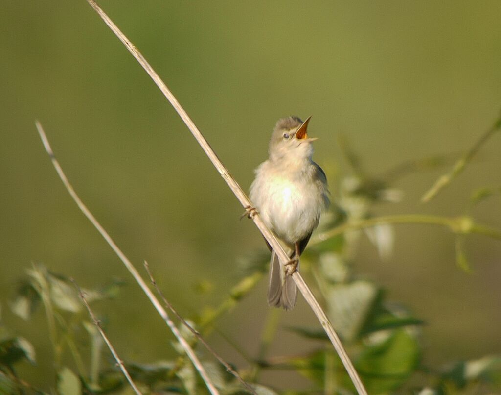 Marsh Warbler male adult breeding, identification