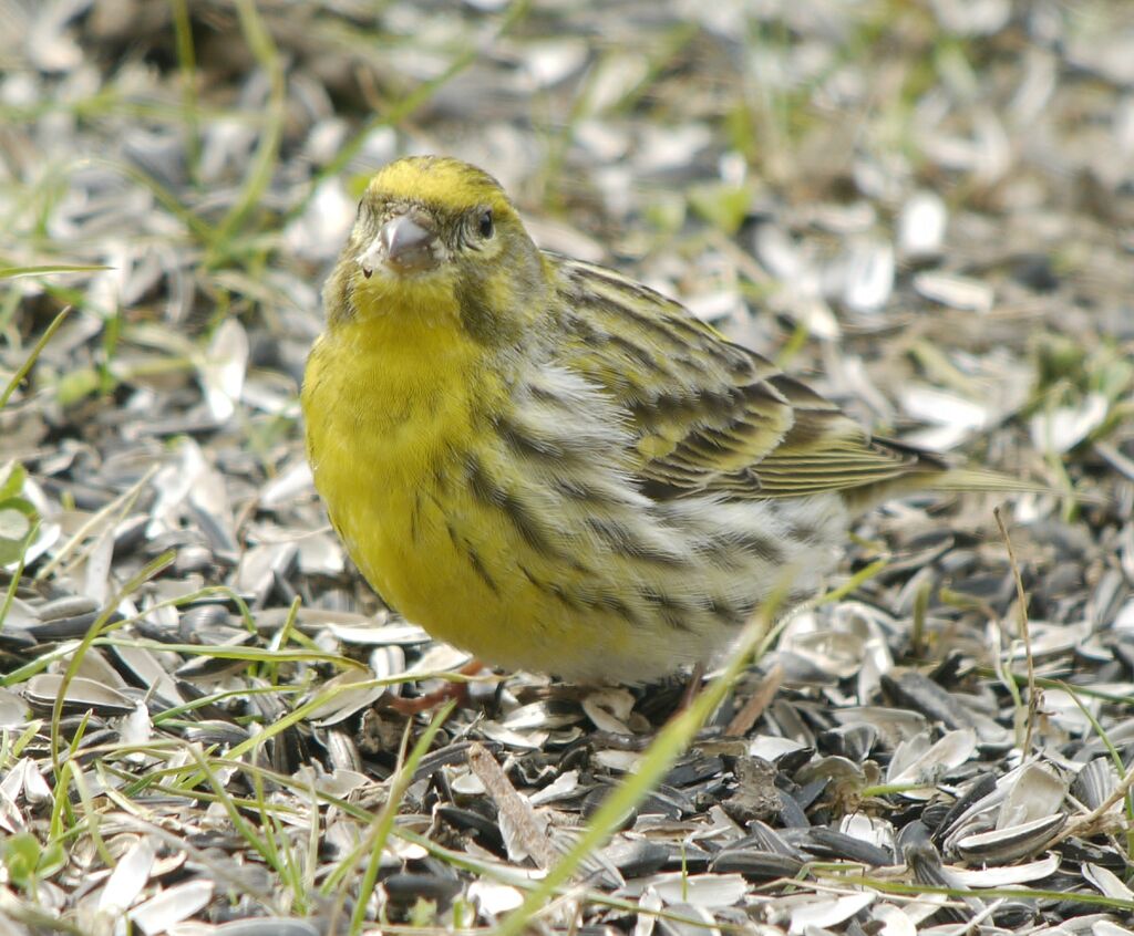 Serin cini mâle adulte nuptial, identification