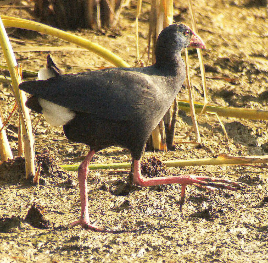 Talève sultane mâle adulte nuptial, identification