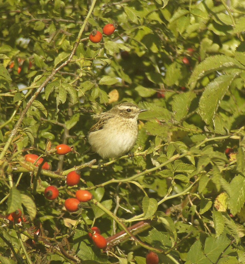 Tarier des prés femelle 1ère année, identification