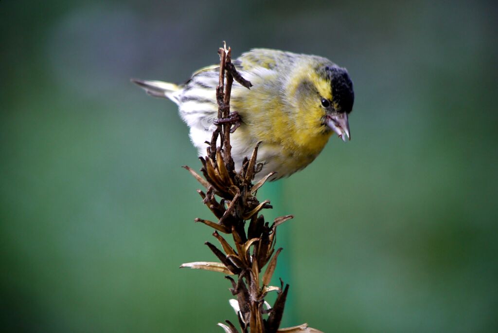 Eurasian Siskin male, close-up portrait, eats