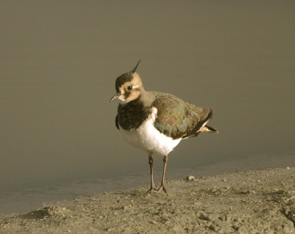Vanneau huppéjuvénile, identification