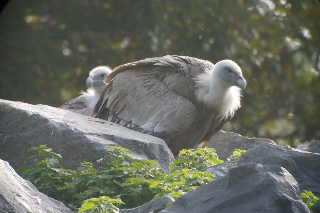 Griffon Vulture, identification