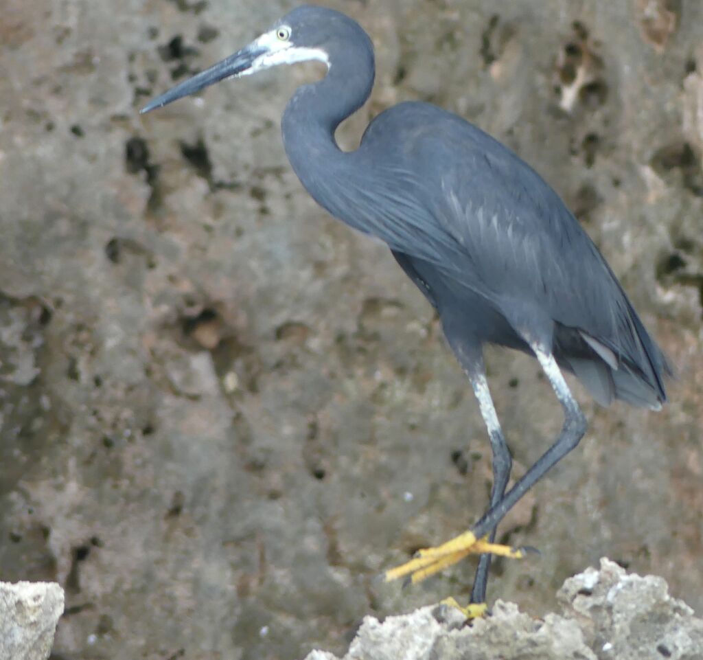 Western Reef Heron