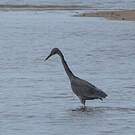 Aigrette sacrée