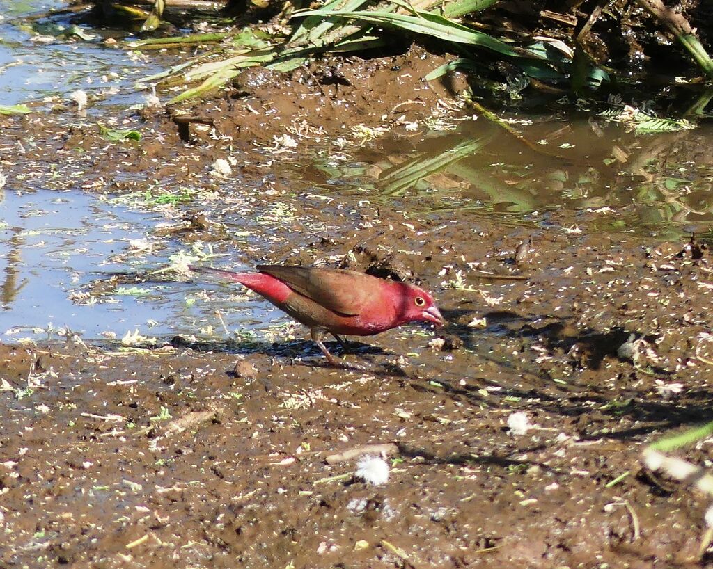 Red-billed Firefinch