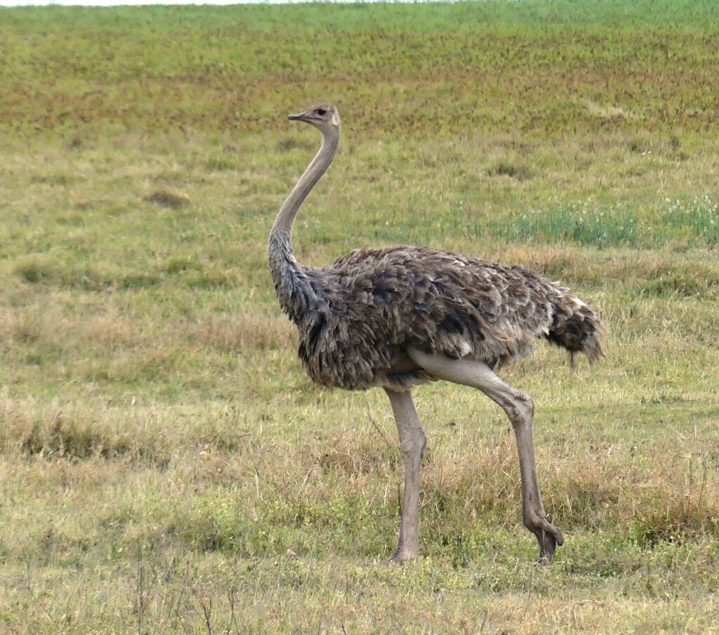 Common Ostrich