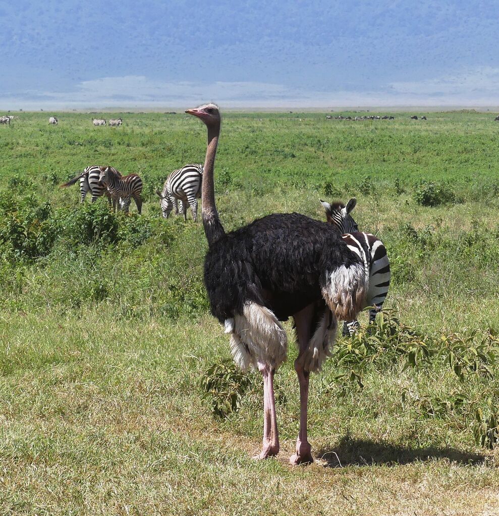 Common Ostrich