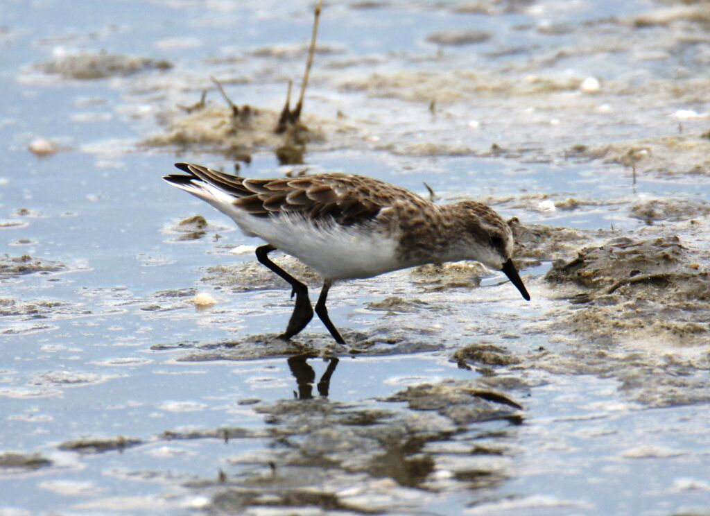 Little Stint