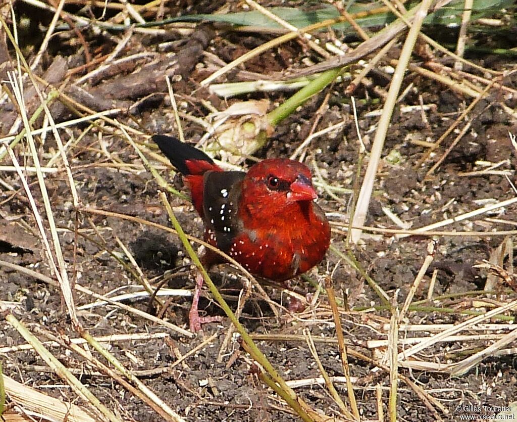 Red Avadavat