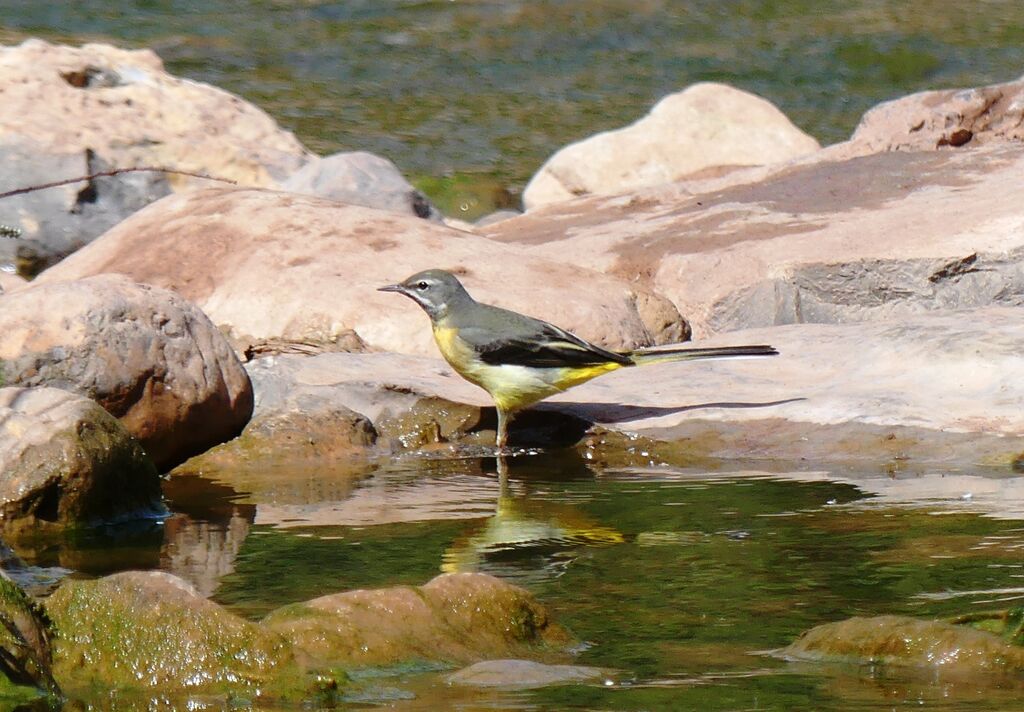 Bergeronnette des ruisseaux