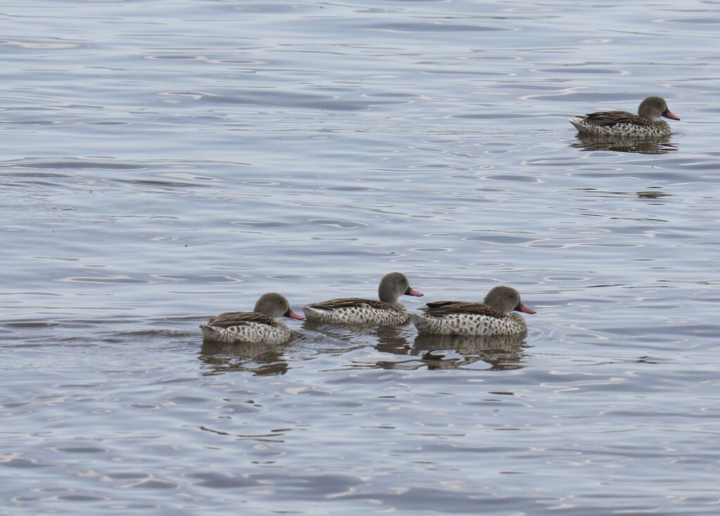 Cape Teal