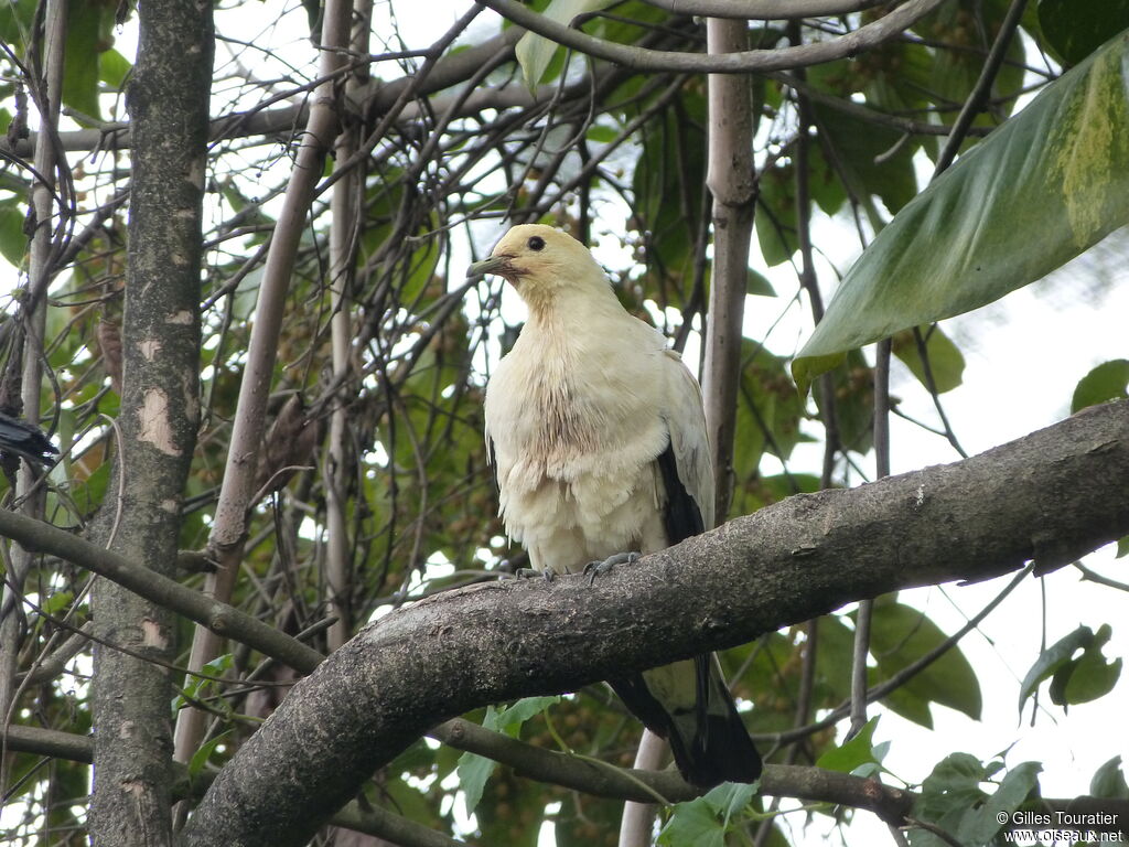 Pied Imperial Pigeon