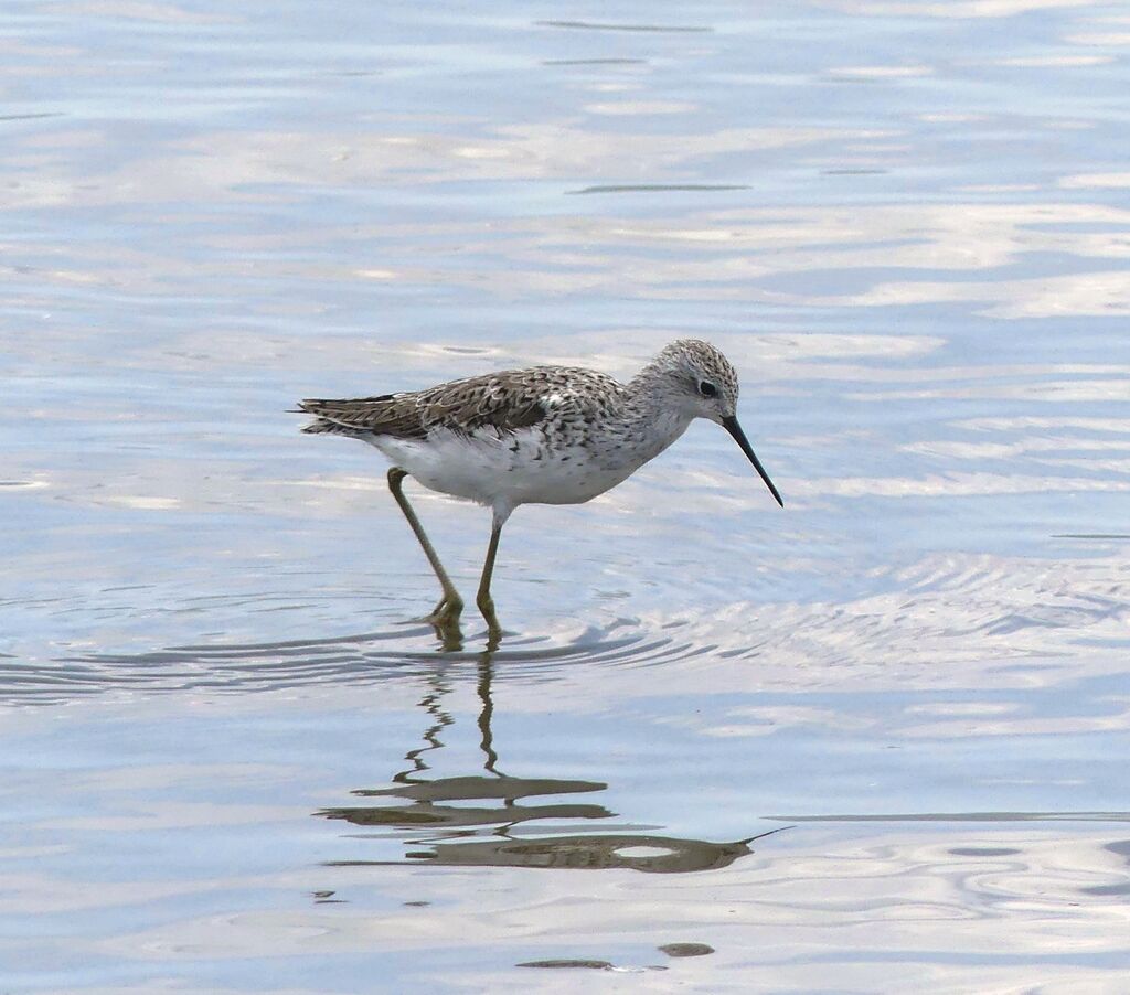 Marsh Sandpiper