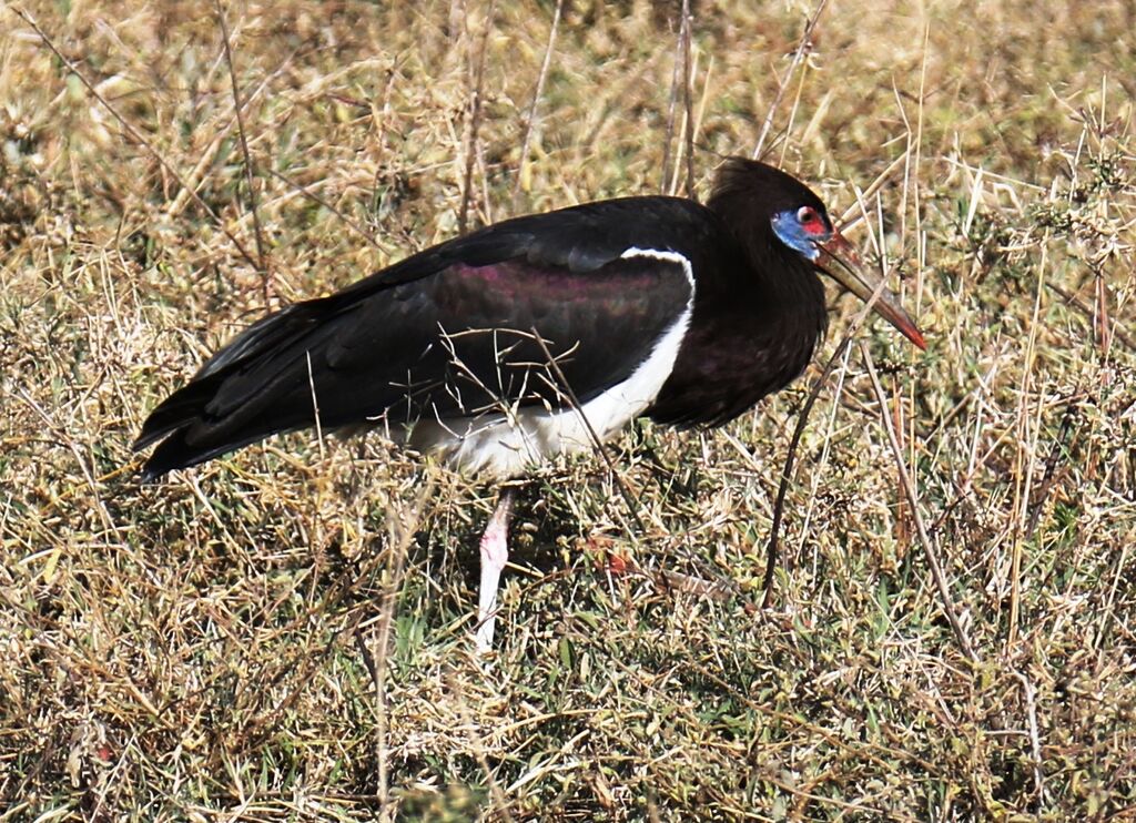 Abdim's Stork