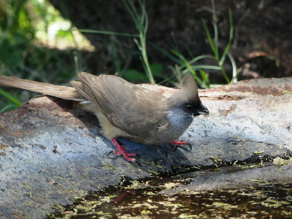 Speckled Mousebird