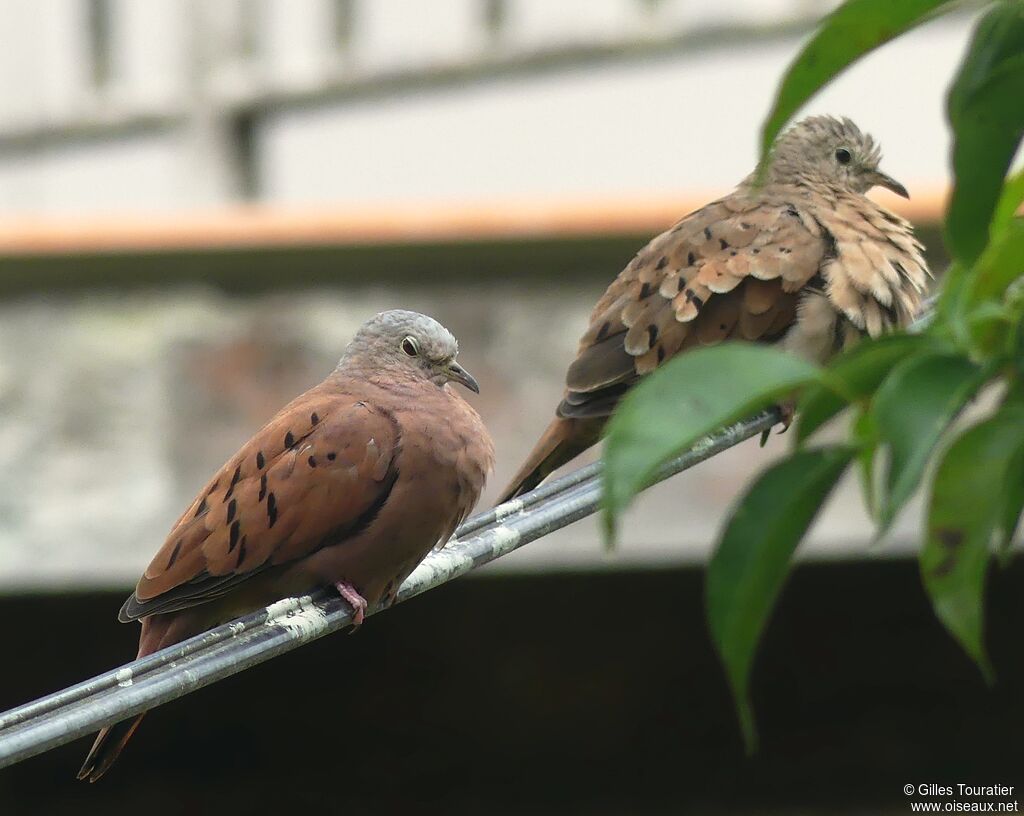 Ruddy Ground Dove