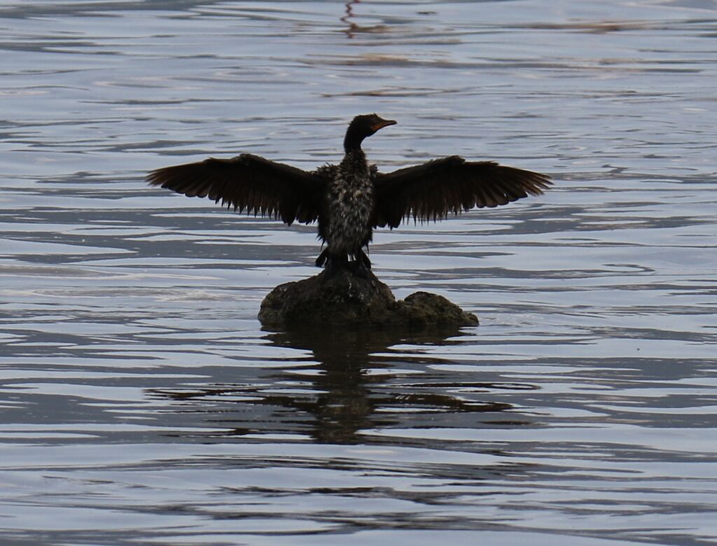 Reed Cormorant
