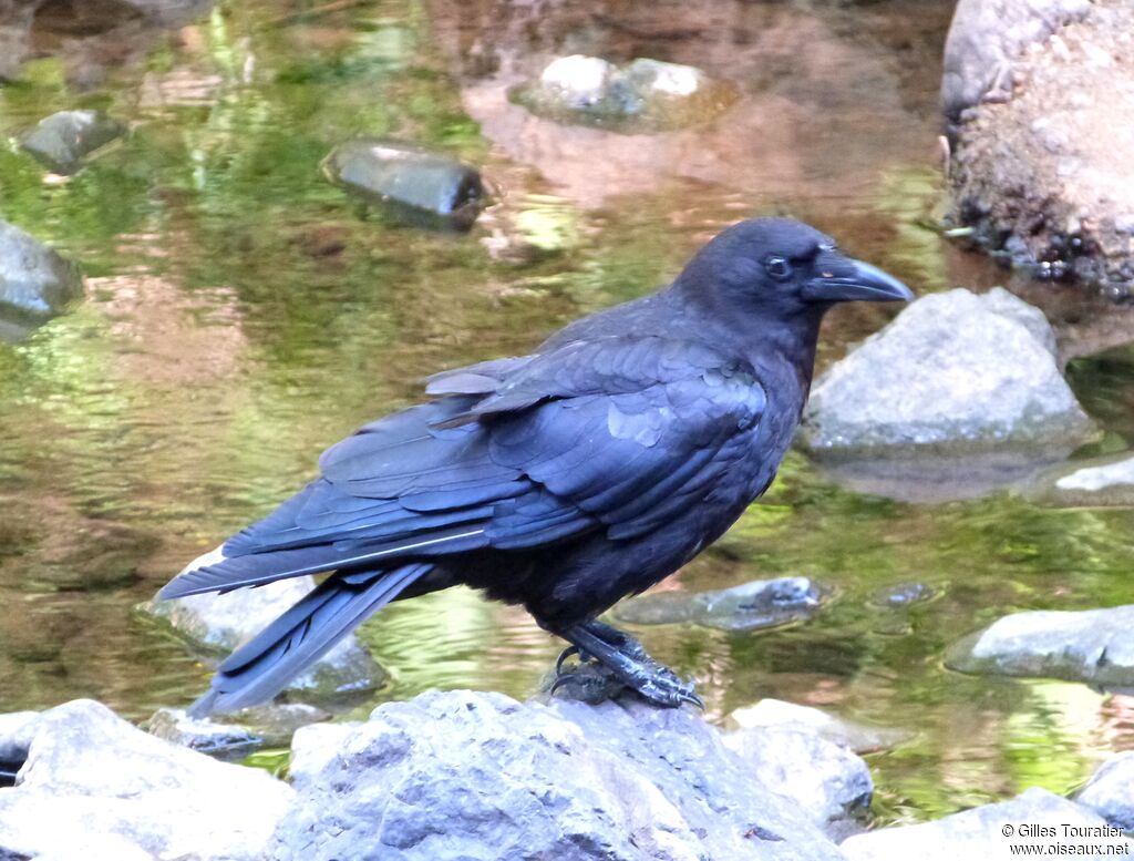 American Crow