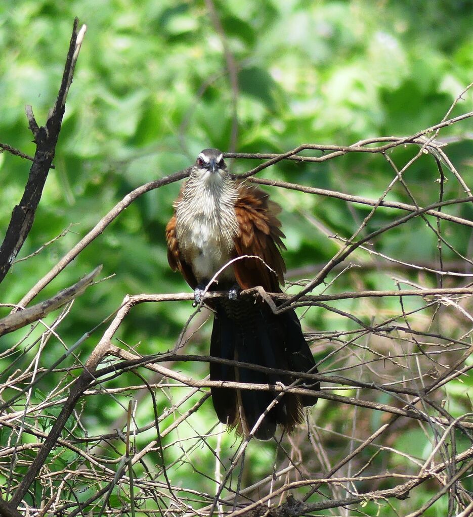 White-browed Coucal