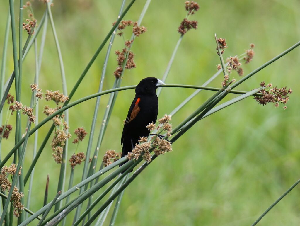 Fan-tailed Widowbird